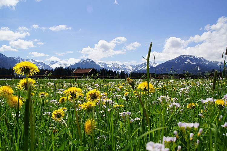 Käshütte Fischen - Das obere Allgäu - Blumenwiese