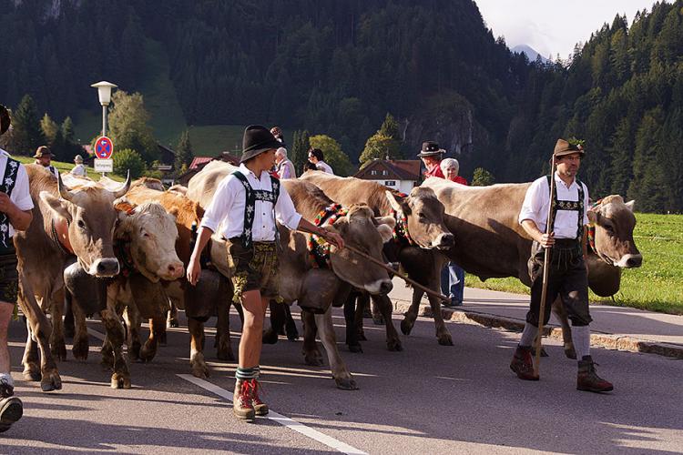 Käshütte Fischen - Das obere Allgäu - Viehscheid